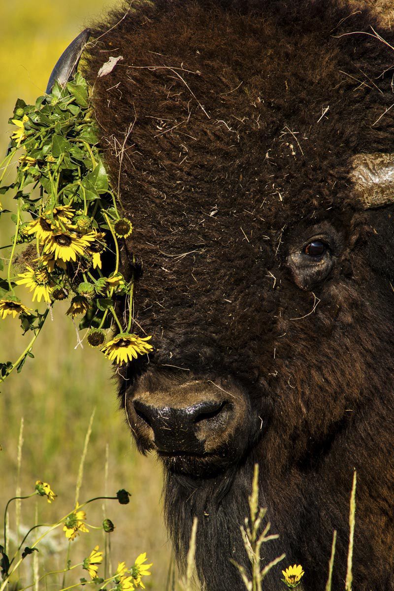 Bison